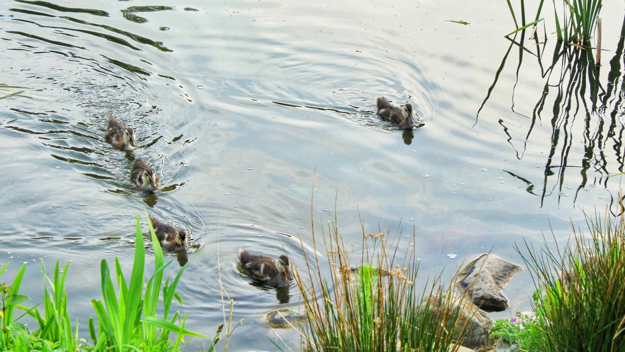 A gaggle of ducklings in the pond, on the lookout for food